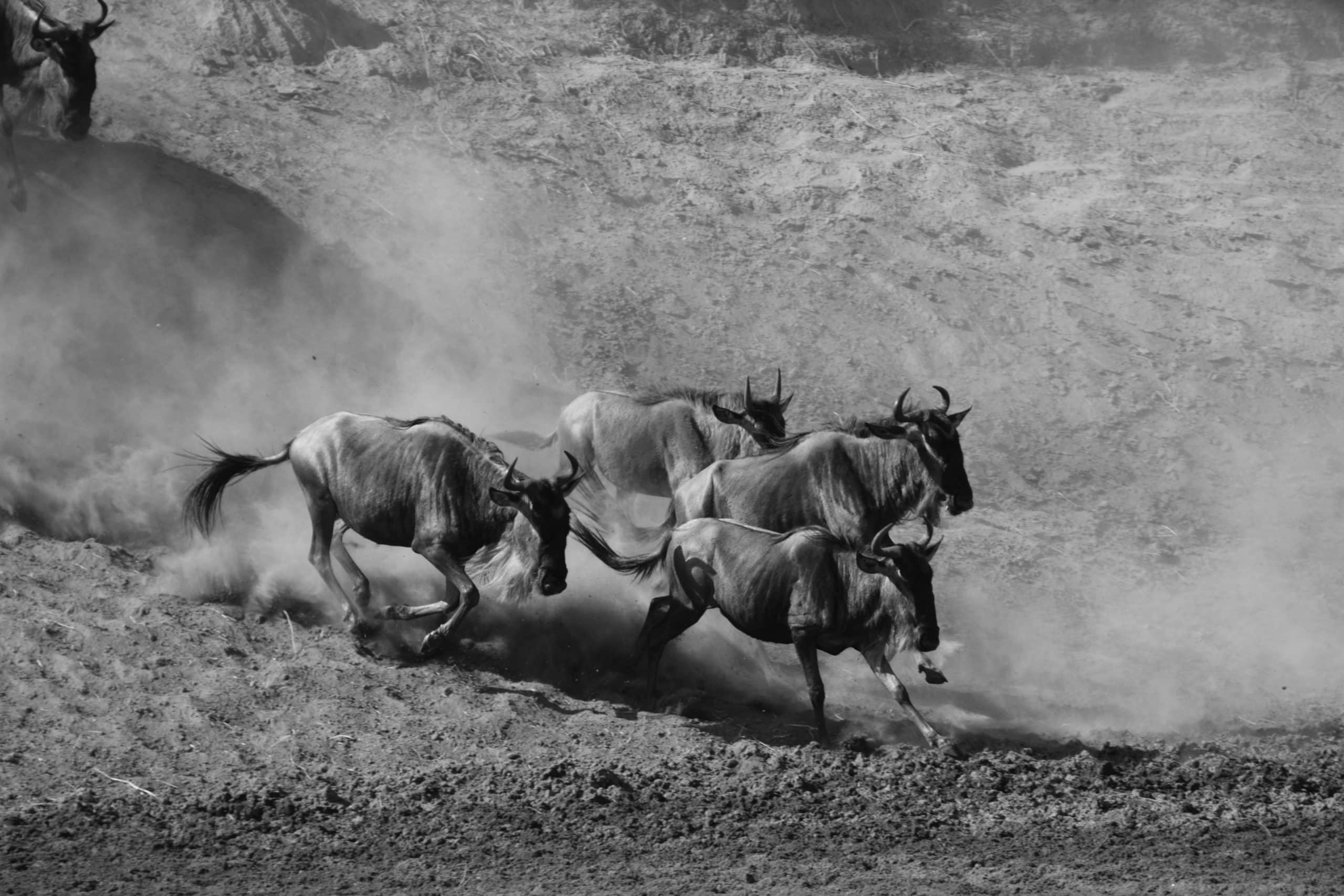 The Great Migration at the Serengeti National Park