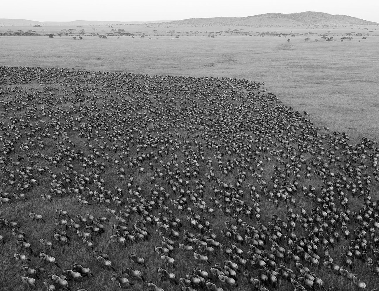 The Great Migration at the Serengeti