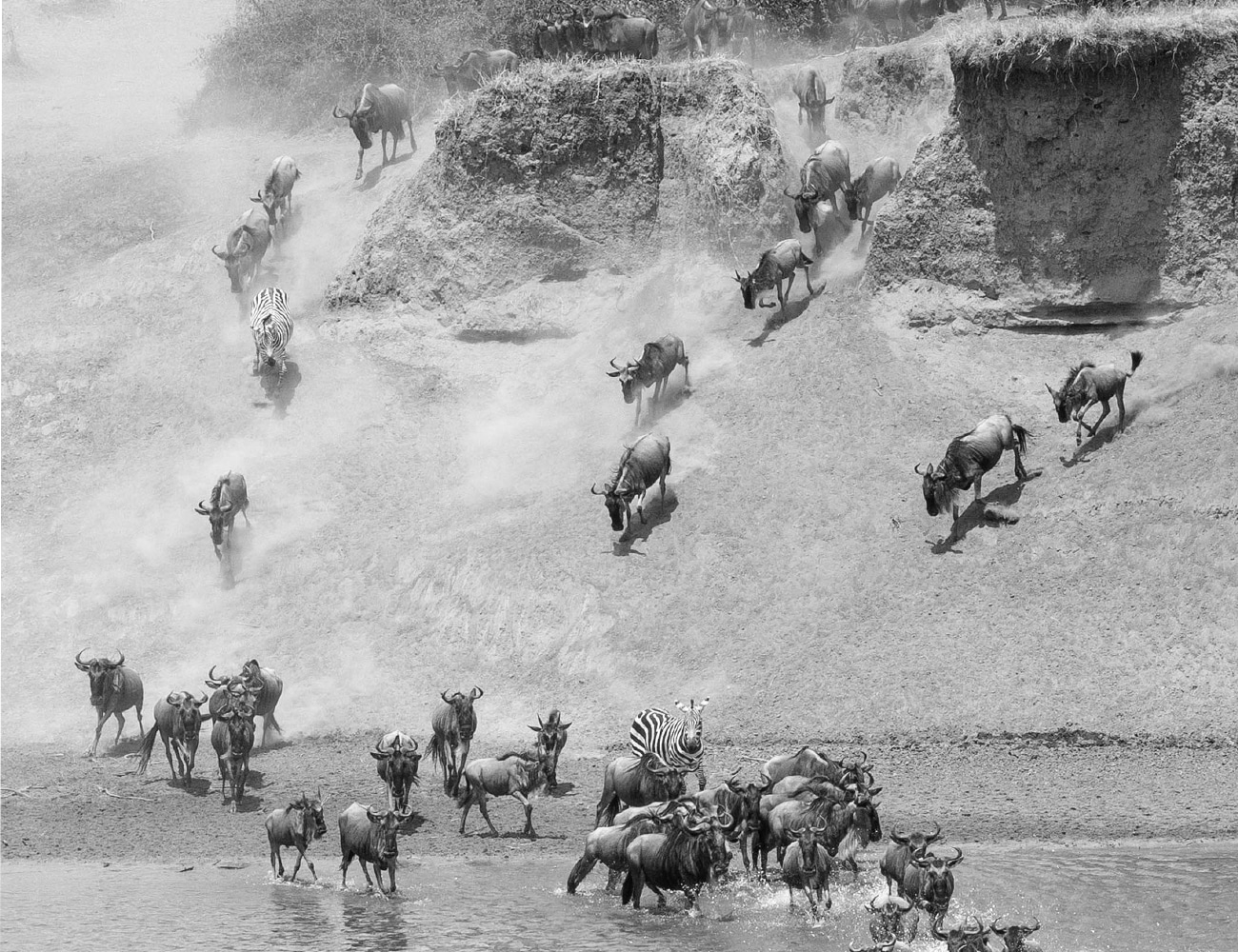 The Great Migration in Tanzania's Serengeti