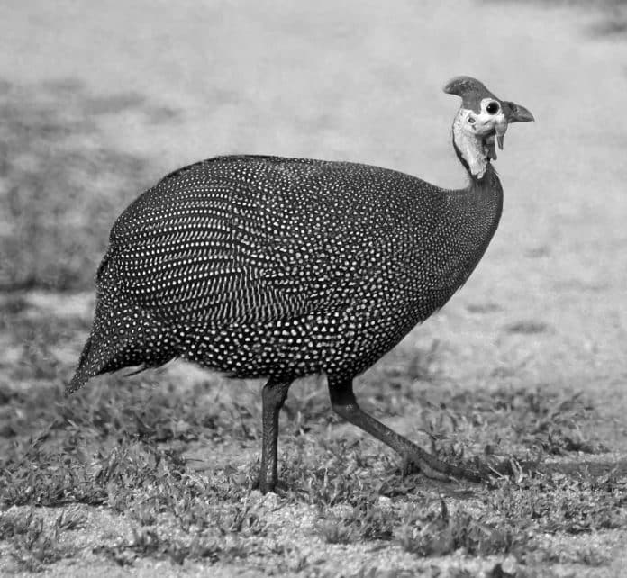 The Helmeted Guineafowl Chronicles - Exploring the Astonishing Wildlife of Tanzania's Savannas