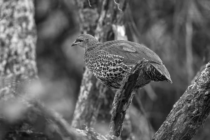 The Jewel of African Avifauna - Witnessing the Majesty of Hildebrandt's Francolin in Tanzania