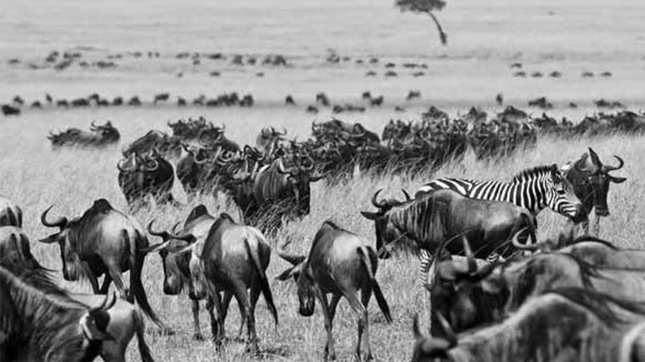 The Maasai Mara National Reserve, Kenya