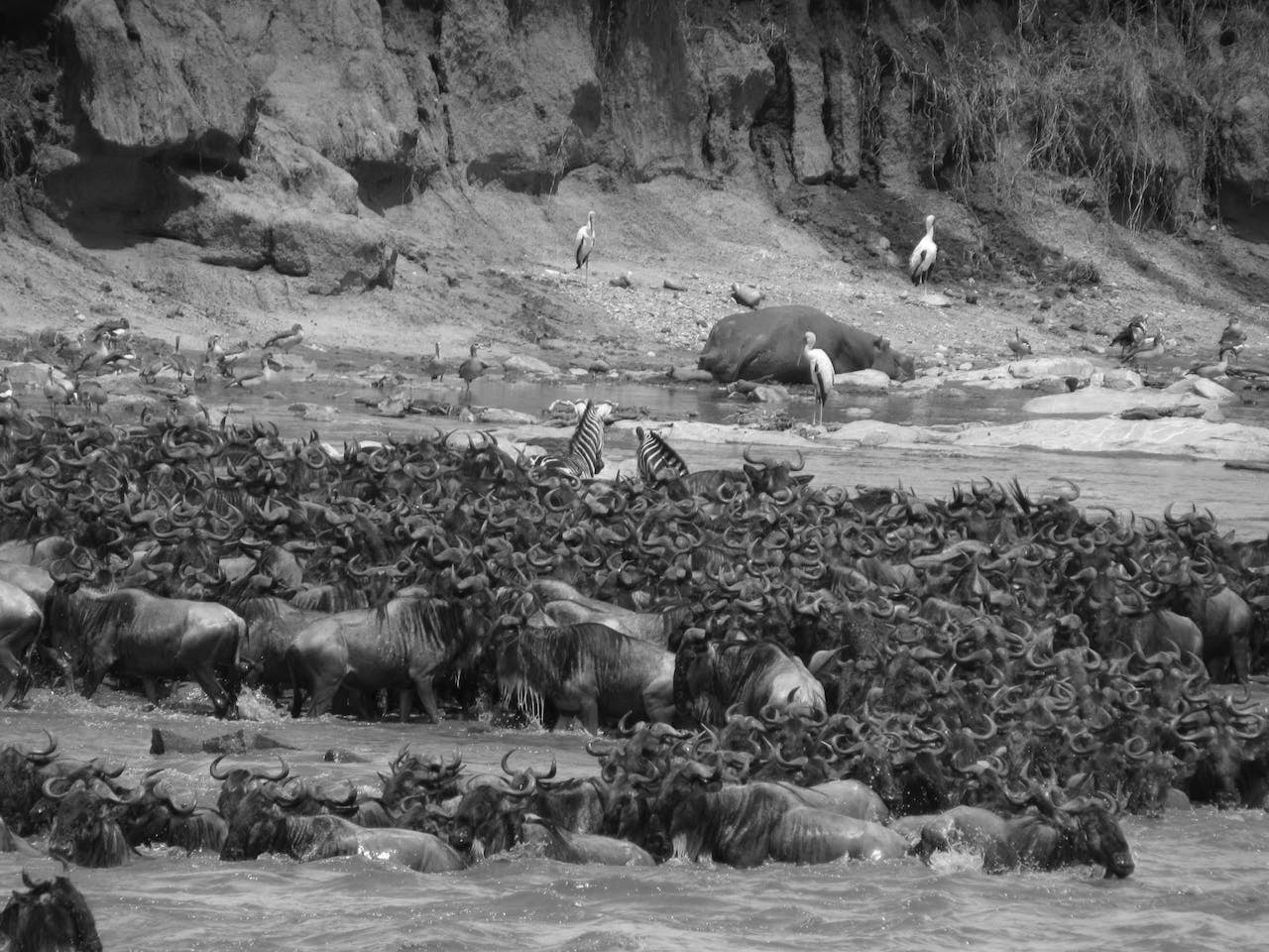 The Serengeti Migration