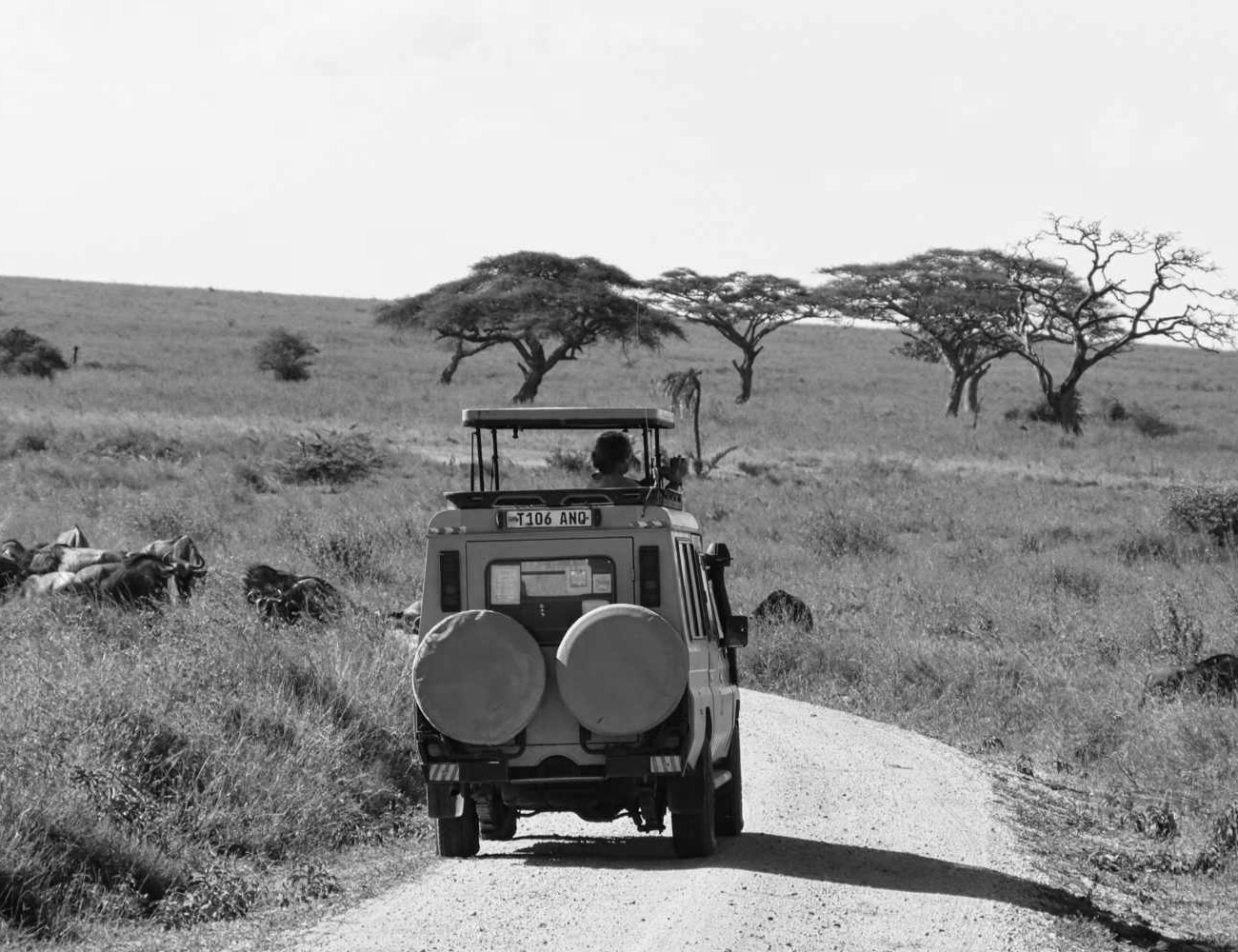Tour Jeep in The Serengeti National Park