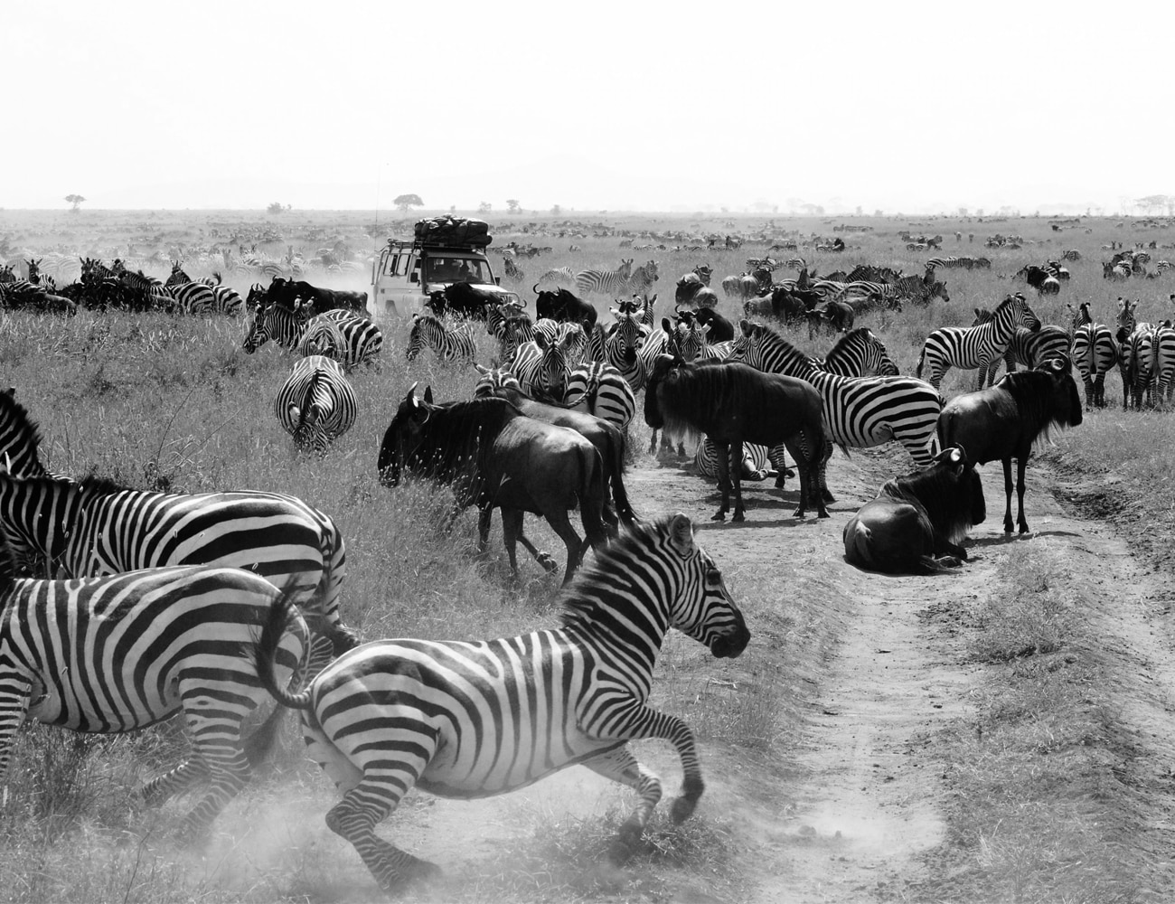 Tours at The Serengeti National Park