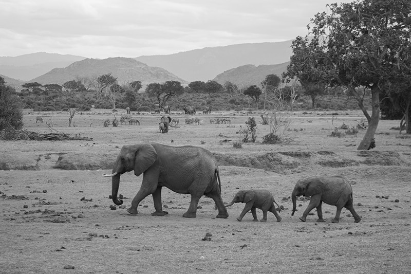 Tsavo National Park, Kenya