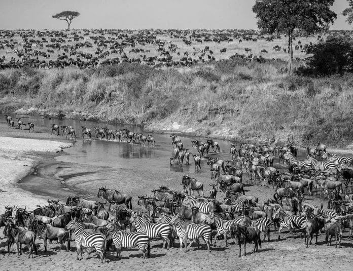Unveiling the Epic Journey Exploring the Great Migration in Kenya and Tanzania