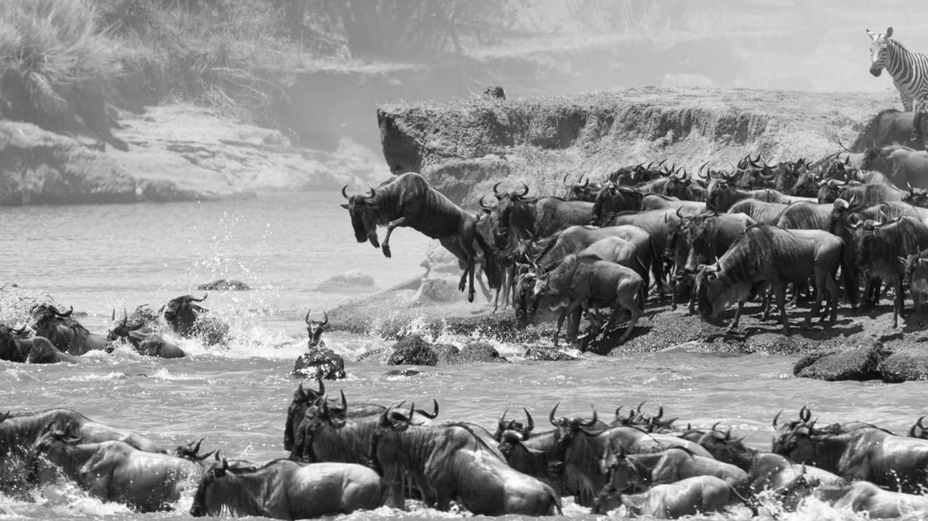 Wildebeest at Maasai Mara National Reserve