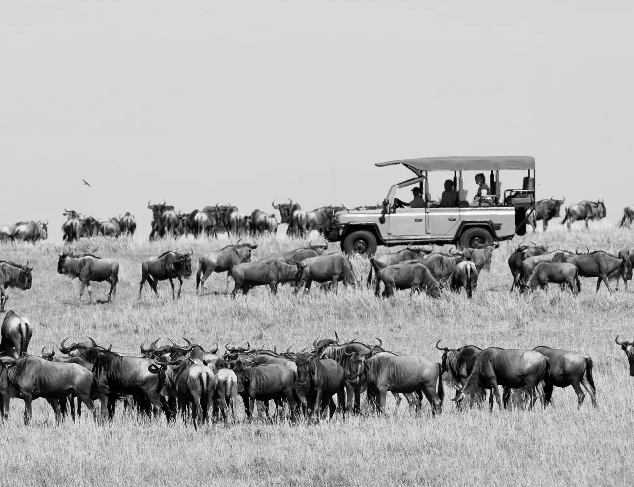 Wildebeest at The Great Migration in Tanzania