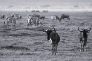 Amboseli National Park, Wildebeests and Zebra