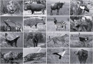 Different types of wild animals in Tanzania