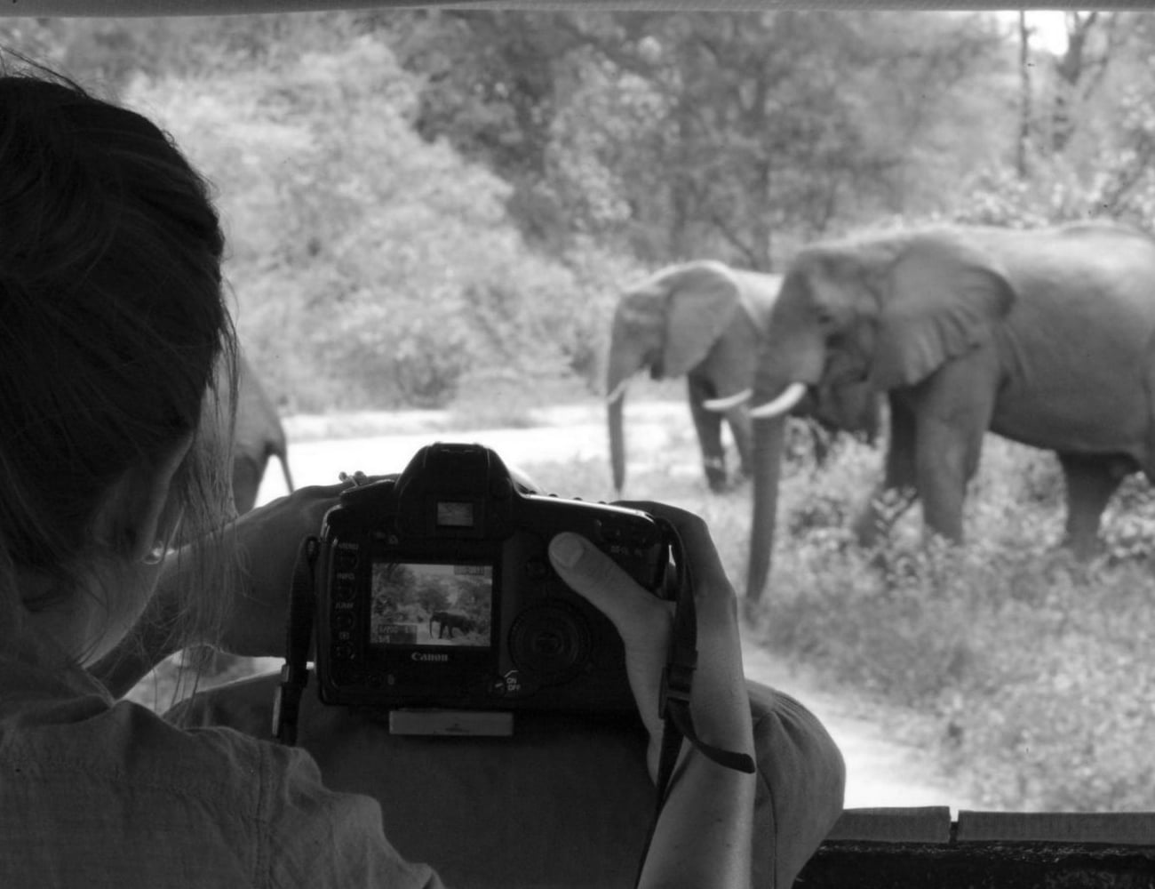 Wildlife Photography in Tanzania Safaris