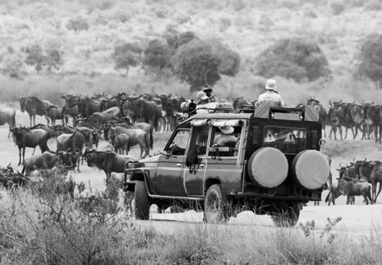 Wildlife Safari in Kenya