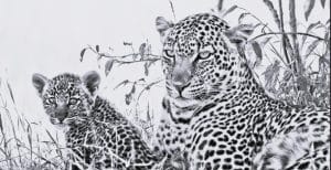 Ngorongoro National Park leopards