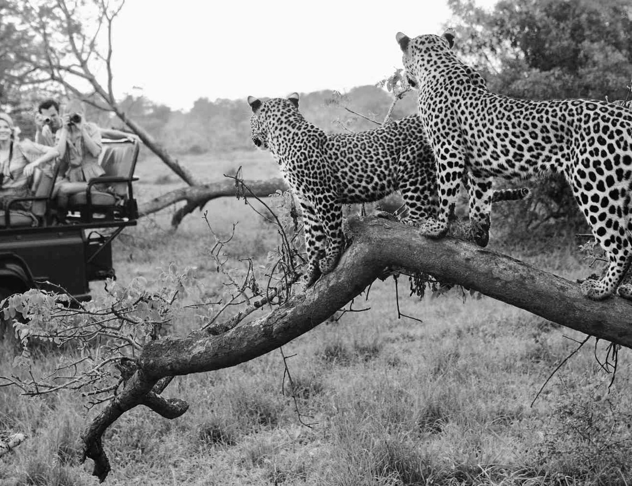 Wildlife Tour in Kruger National Park, South Africa