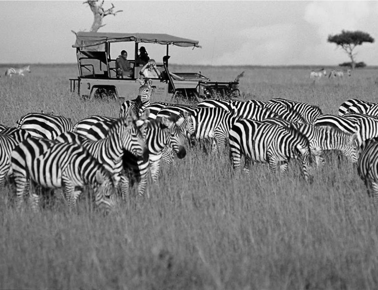 Wildlife Tour in the Serengeti