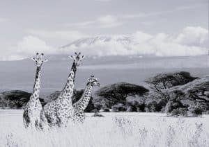 Giraffe at Kilimanjaro national park