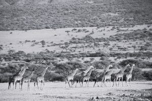 Giraffe at Arusha National Park