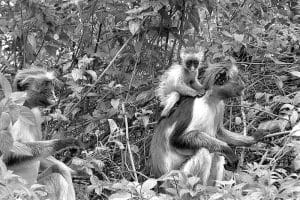 The Zanzibar Red Colobus Monkey