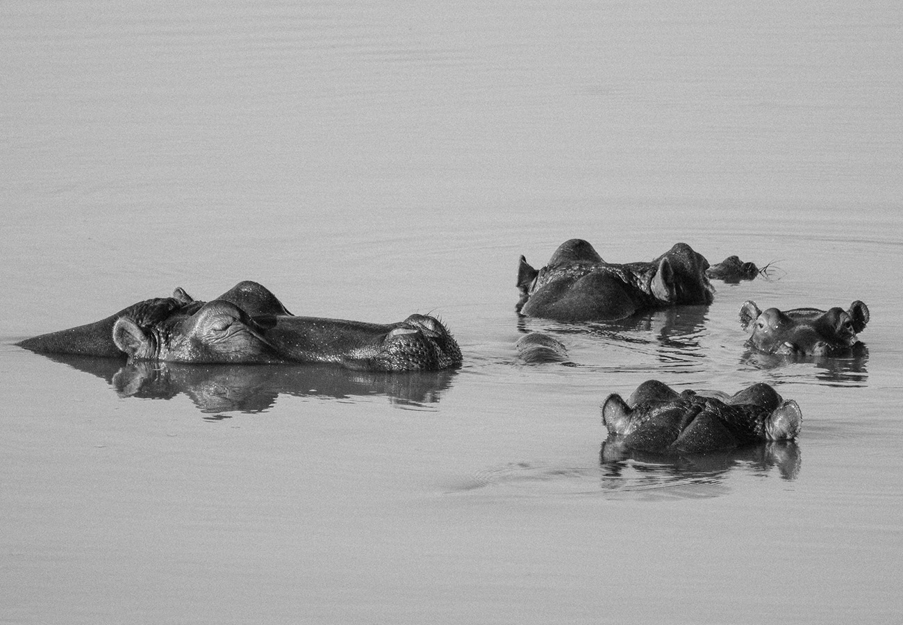 Wildlife at Lake Victoria