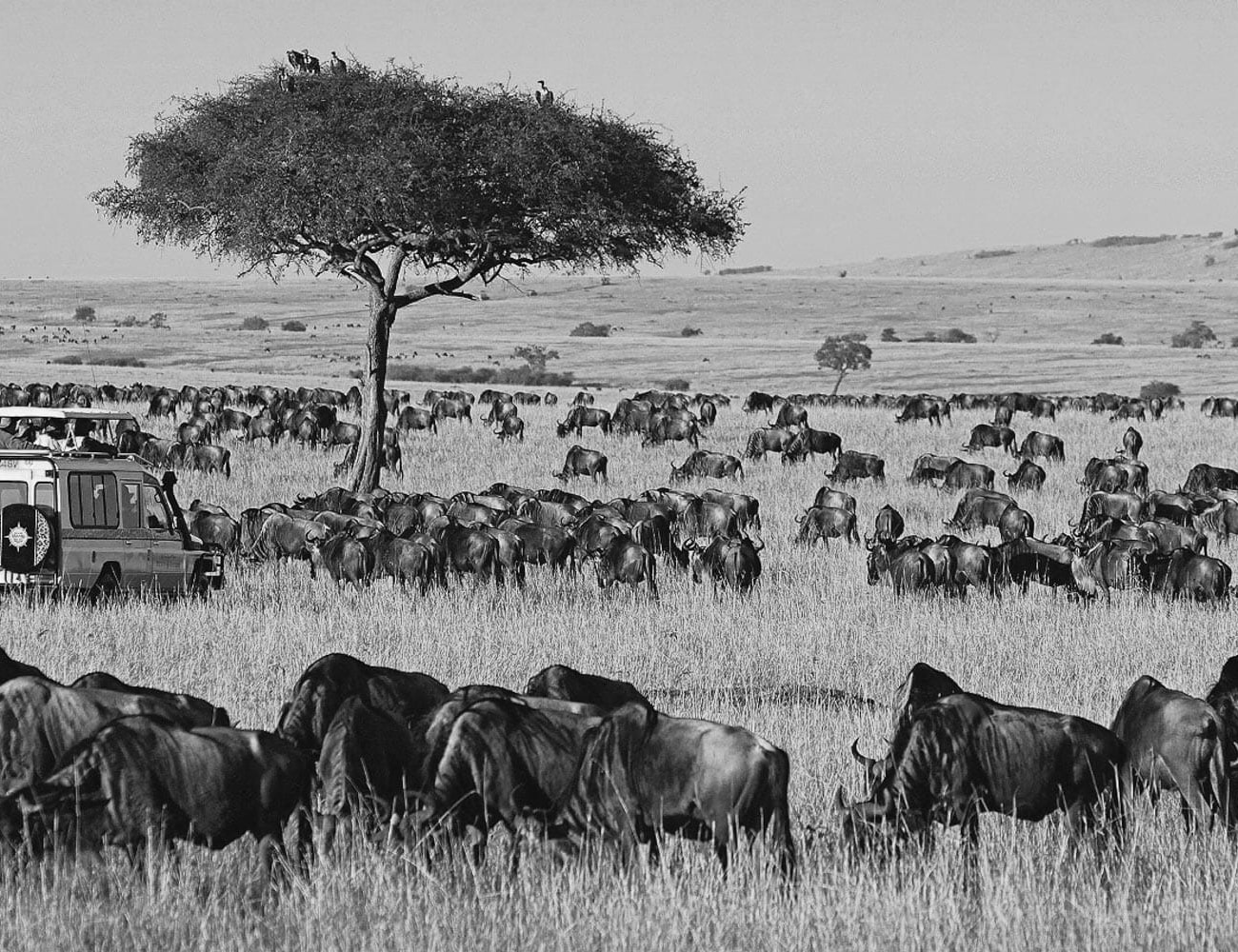 Wildlife at Maasai Mara National Reserve
