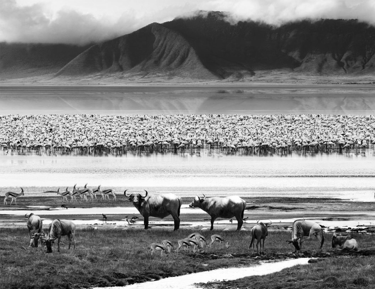 Wildlife at Ngorongoro Crater.