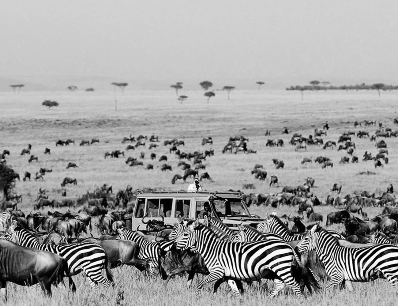 Wildlife at Tanzania Serengeti National Park