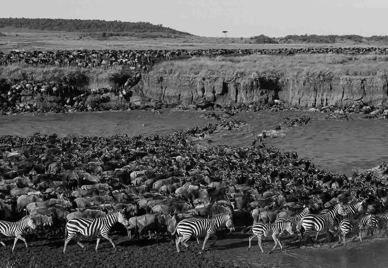 Wildlife at The Serengeti National Park