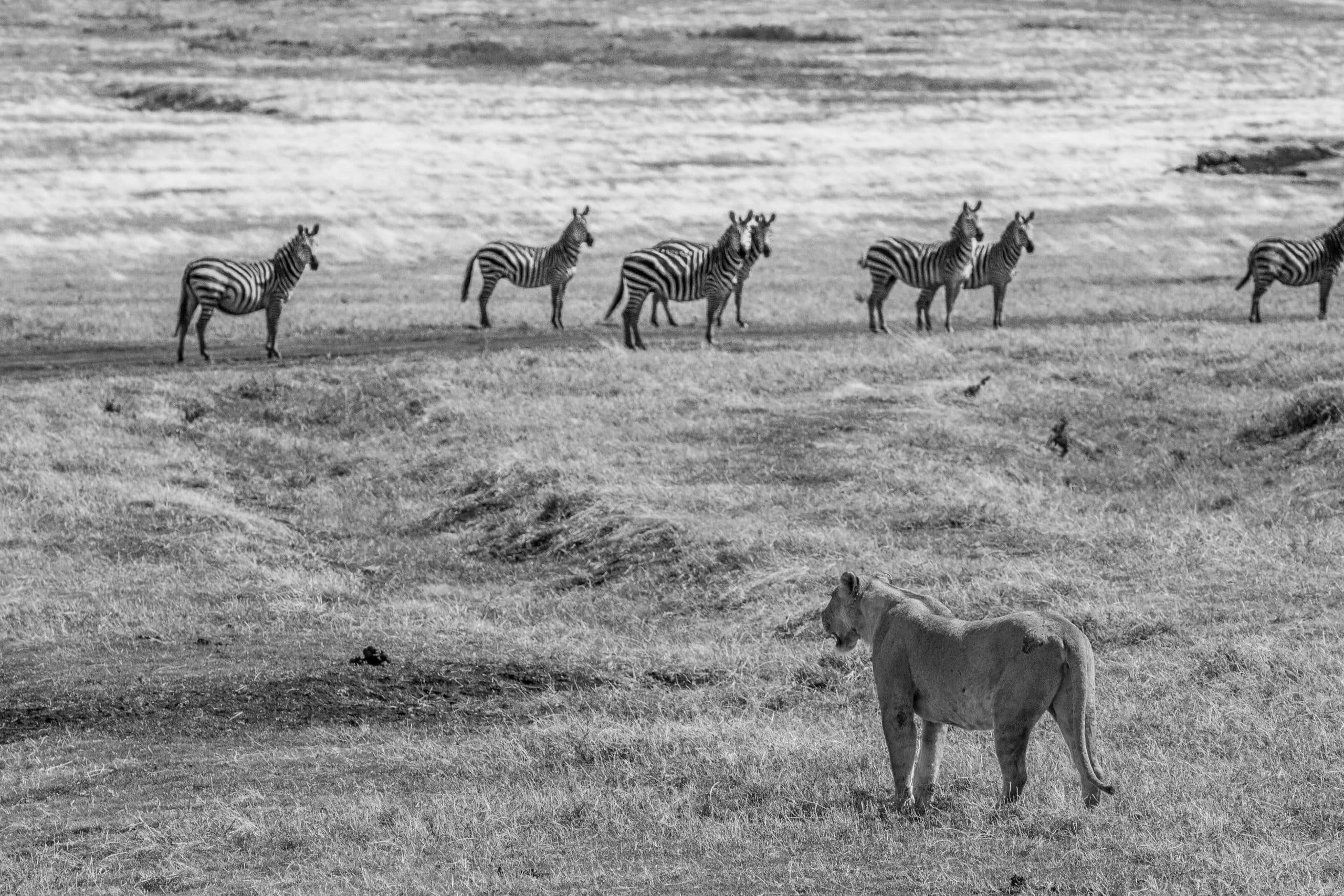 Wildlife at the Ngorongoro Conservation Area