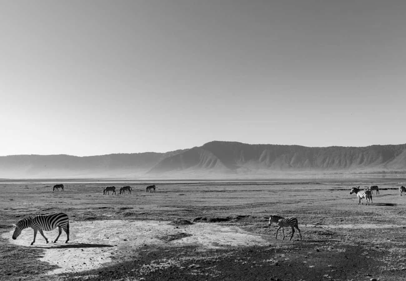 Wildlife at the Ngorongoro Crater