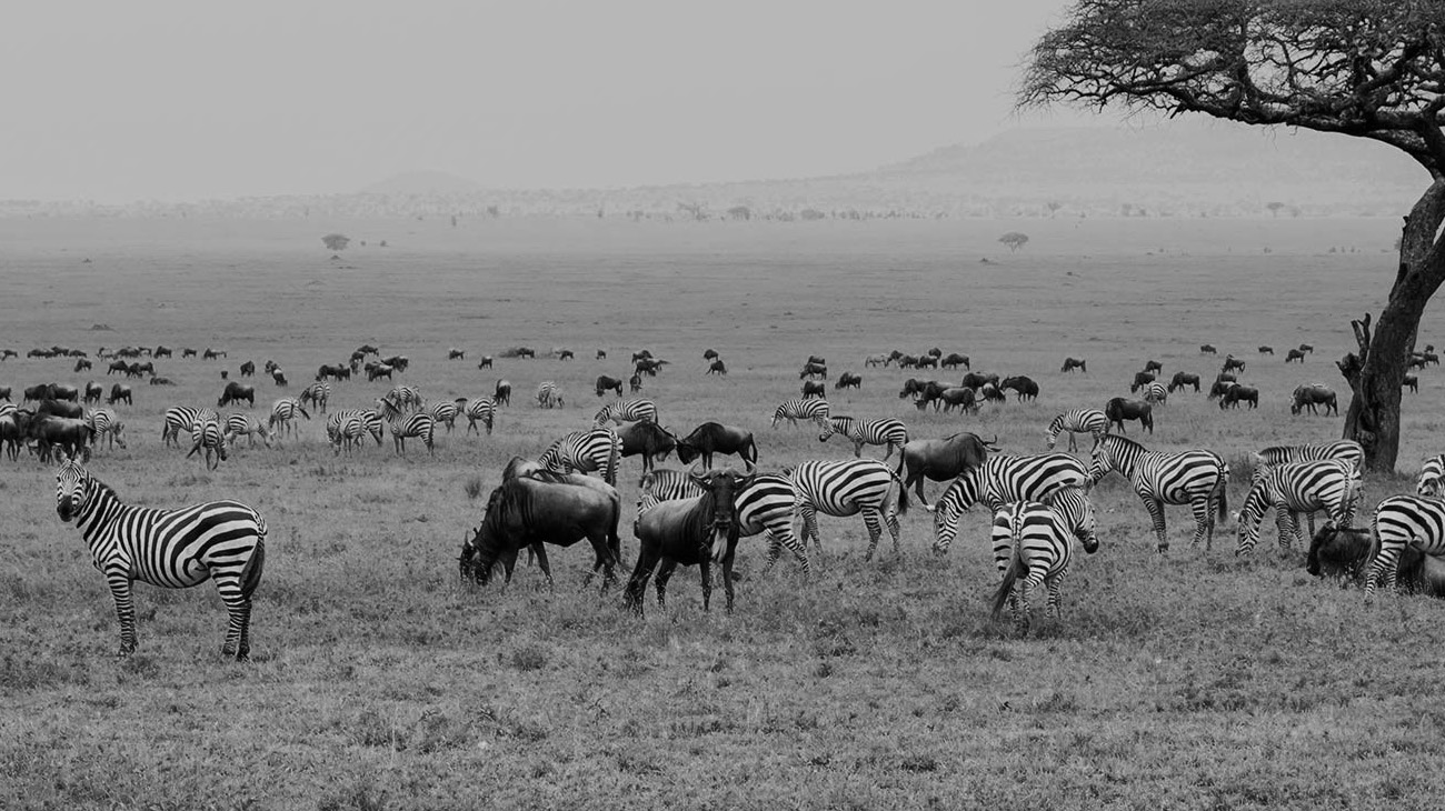 Wildlife at the Serengiti National Park