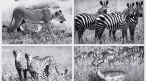 Lion, Zebra, Cheetah and Antelope