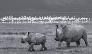 Ngorongoro National Park Rhinos and Flamingo Birds at the back