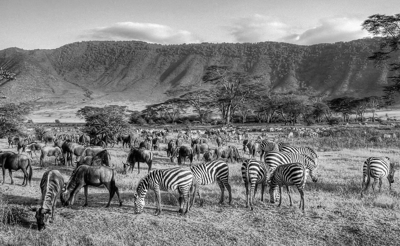 Wildlife in the Safaris of Kenya