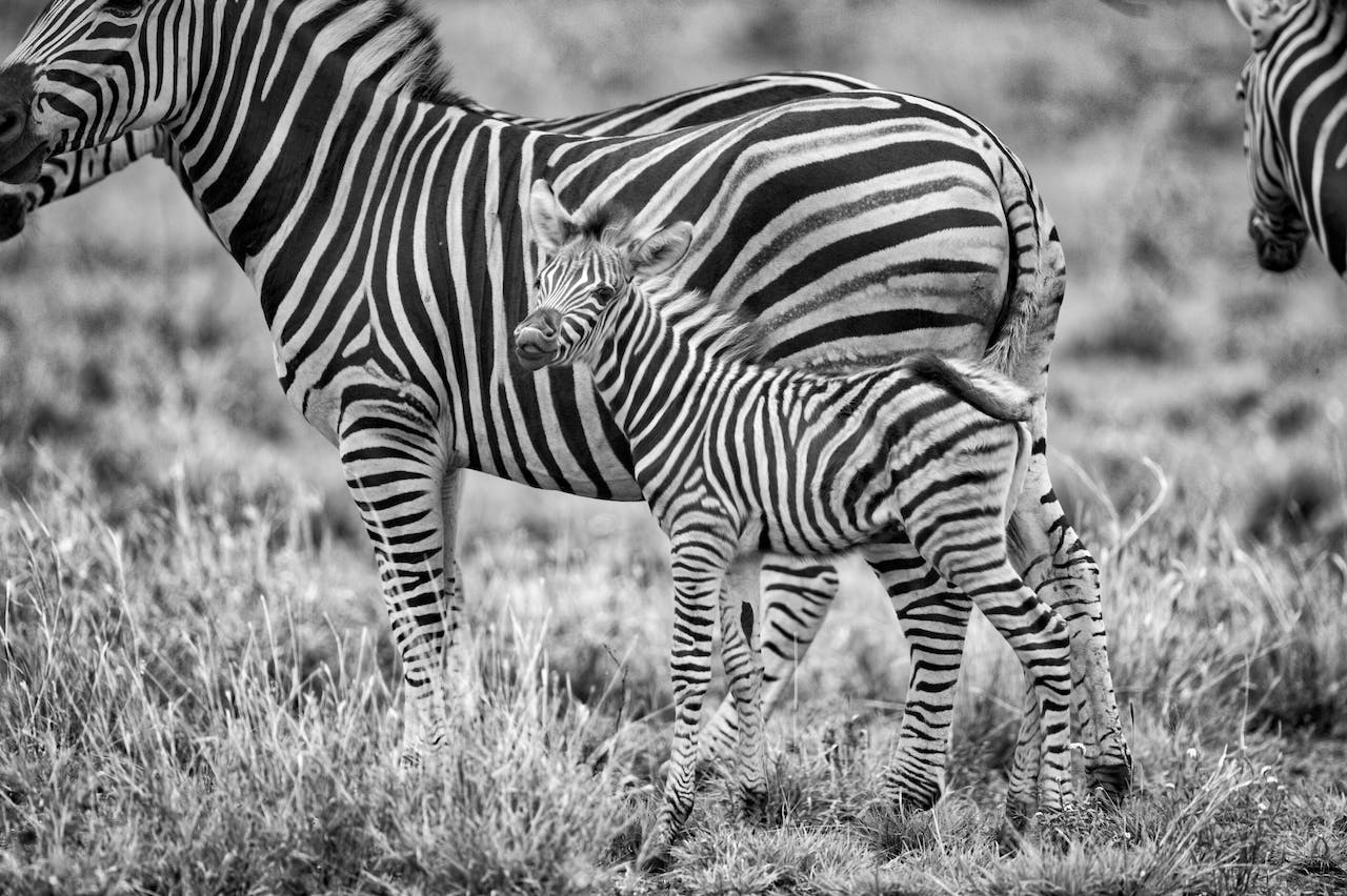 Zebra at Serengeti Park