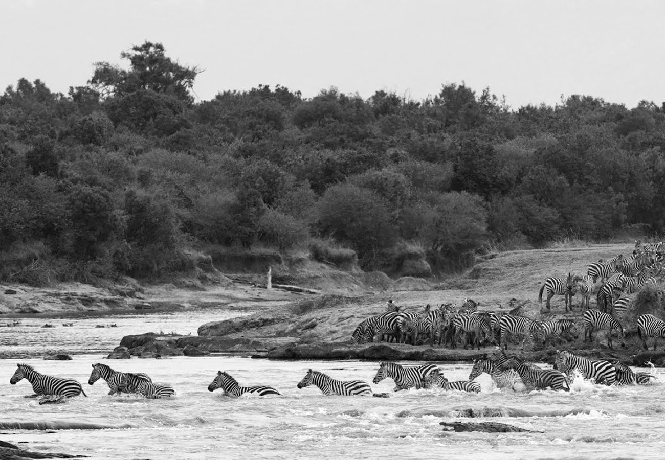 Zebras Crossing the Mara River