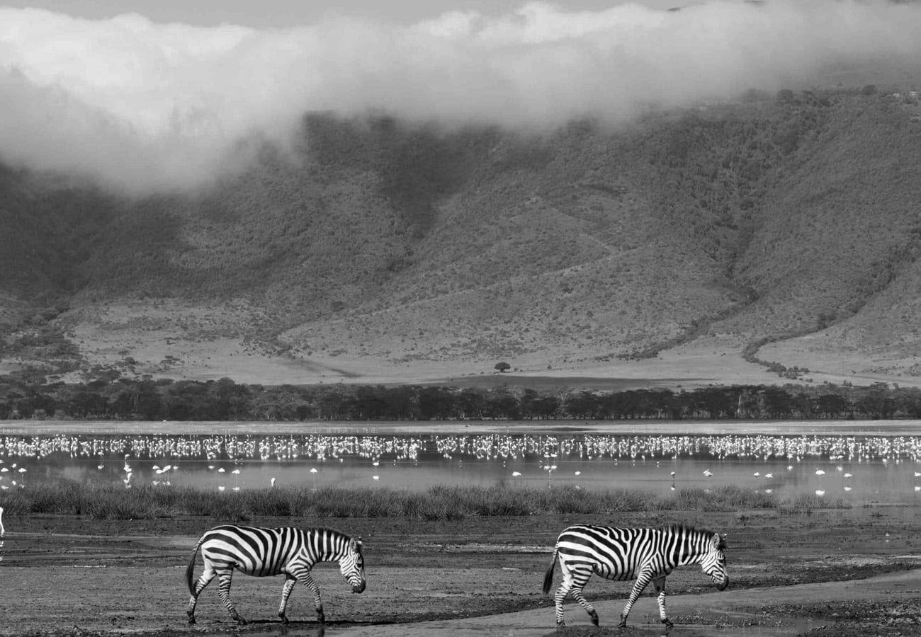 Zebras and Flamingoes at Ngorongoro Crater