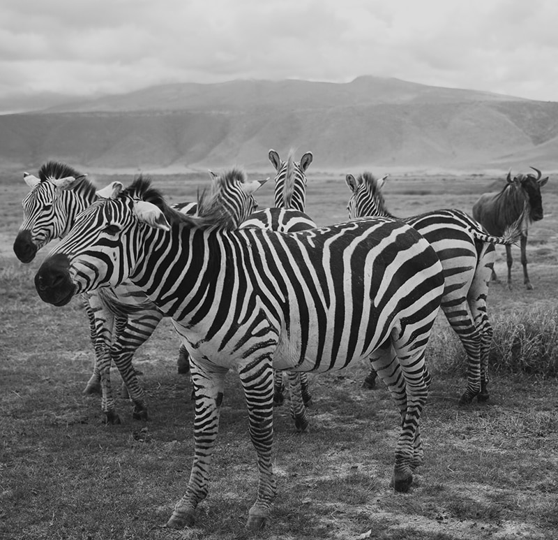 Zebras at Ngorongoro Conservation Area, Tanzania