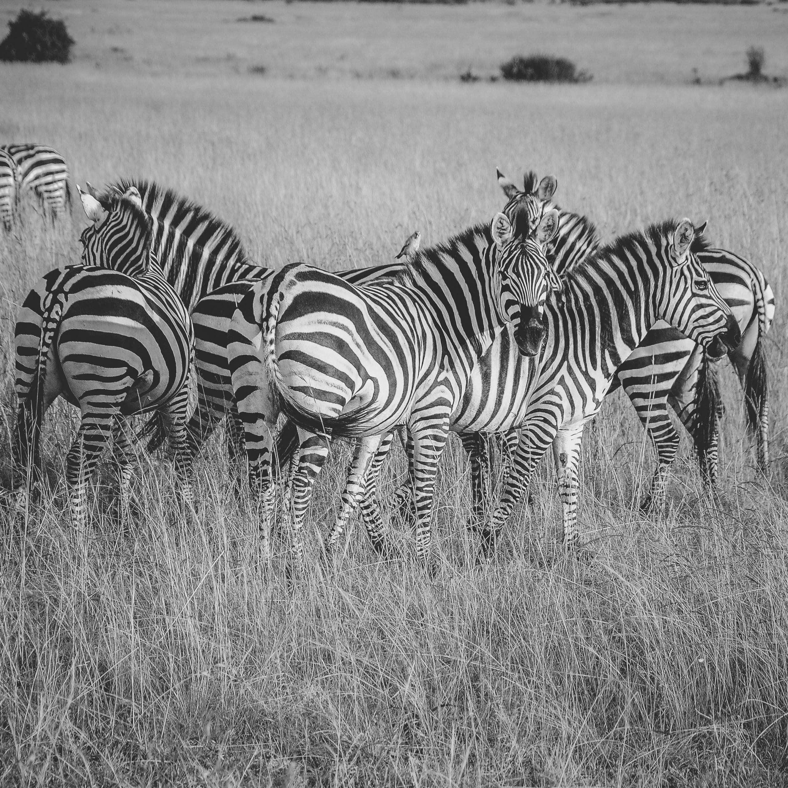 Zebras at the Maasai Mara Reserve