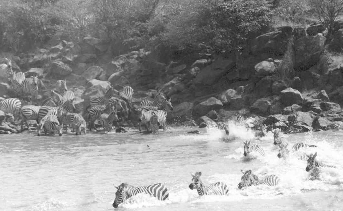 Zebras at the Mara River