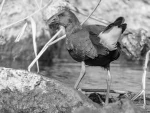 Check out this African Swamphen in Tanzania!