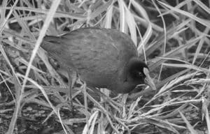 Focus on the goal! Join us to protect Allen’s Gallinule in Tanzania and conserve precious wildlife