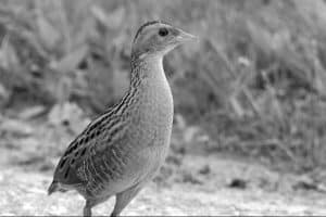 Check out the Corn Crake, now found in Tanzania! 