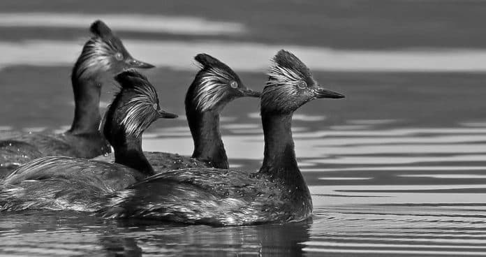 A Closer Look at the Eared Grebe in Tanzania - Unraveling the Secrets of this Aquatic Marvel