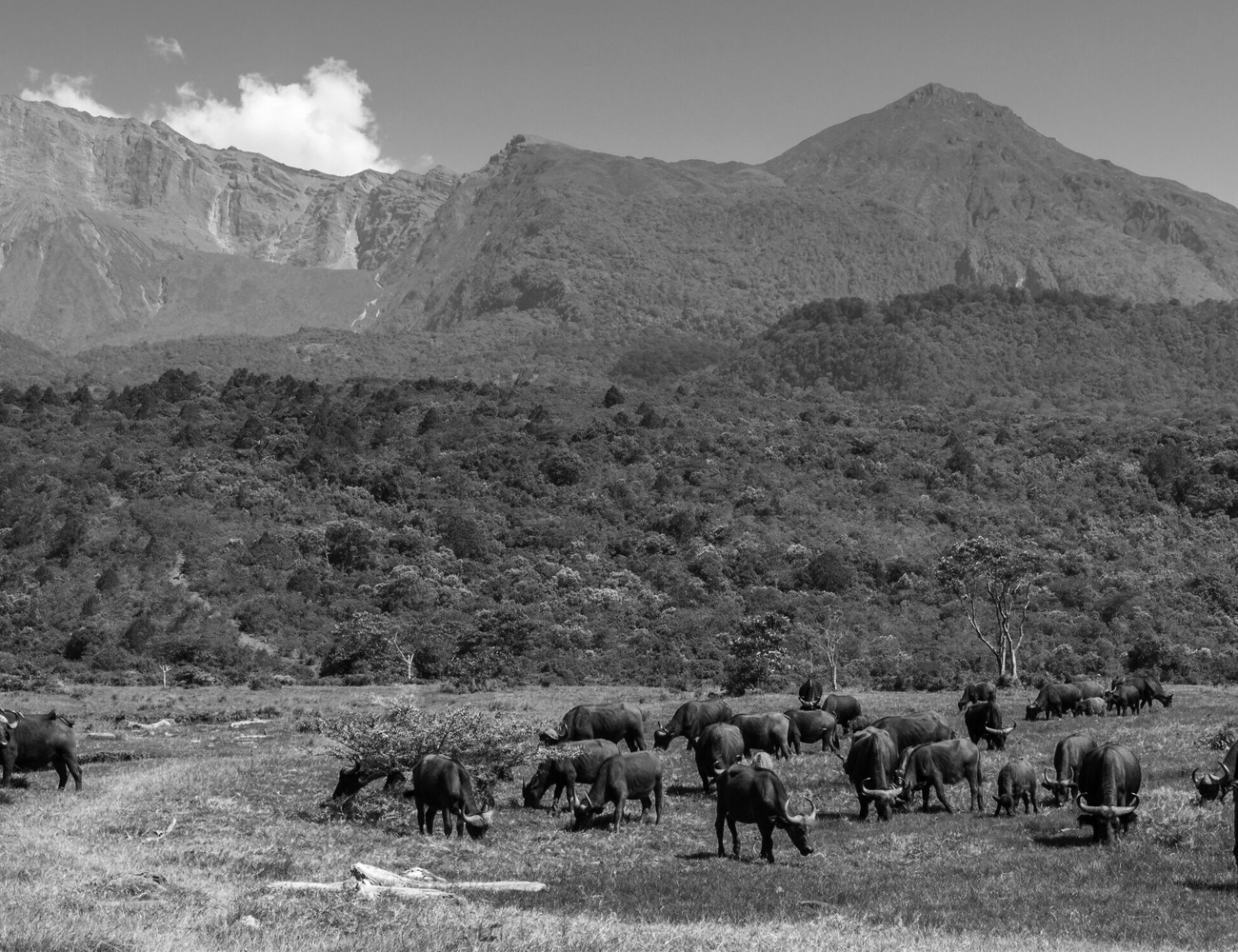 Animals at Arusha National Park