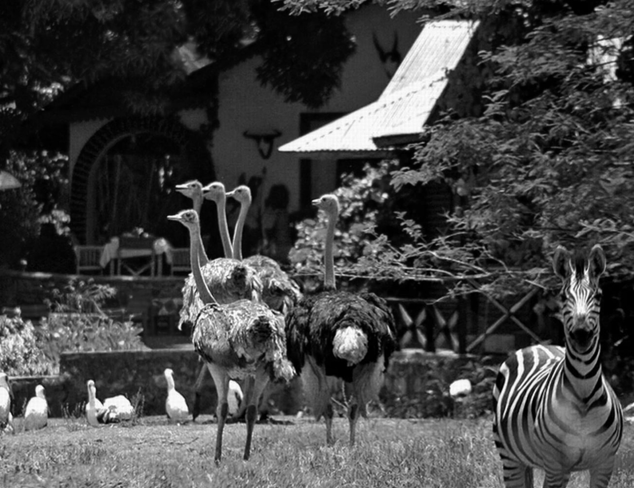 Animals at Mount Meru Game Lodge