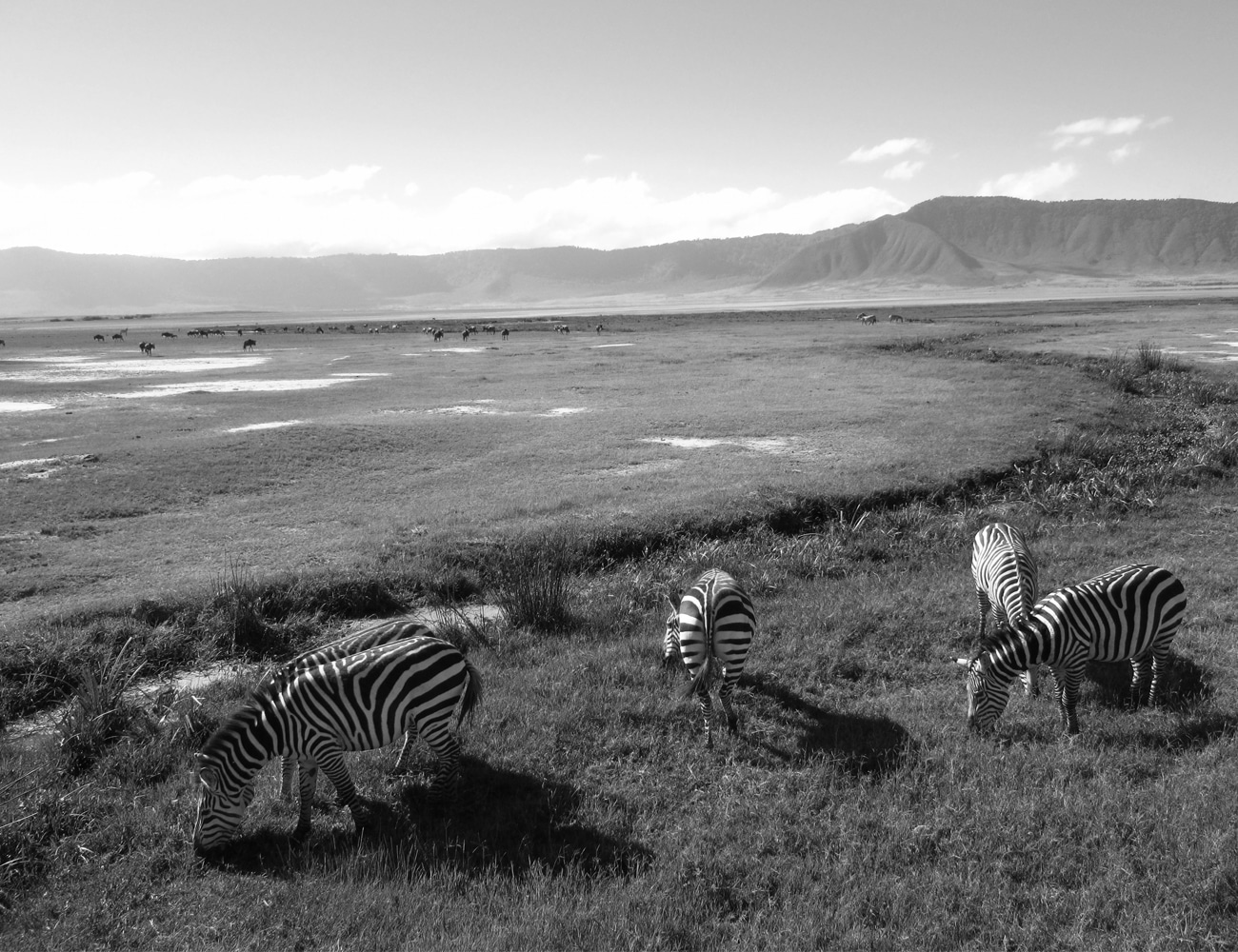Animals at Ngorongoro Conservation Area