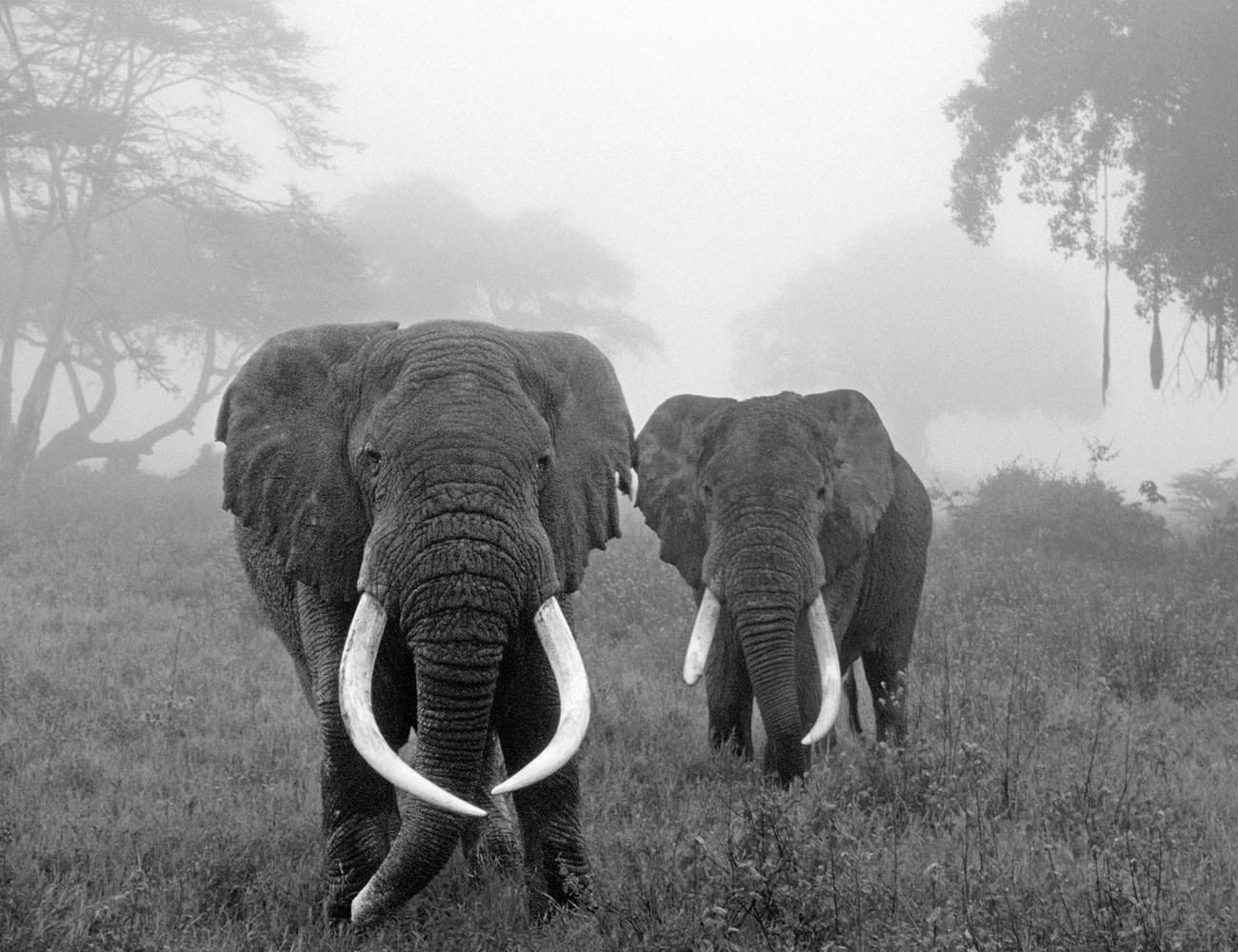 Animals at Ngorongoro Conservation Area