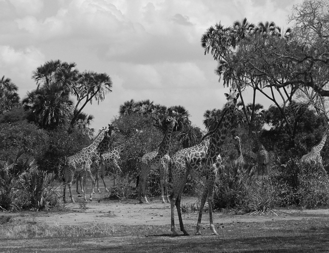 Animals at Selous Game Reserve, Tanzania