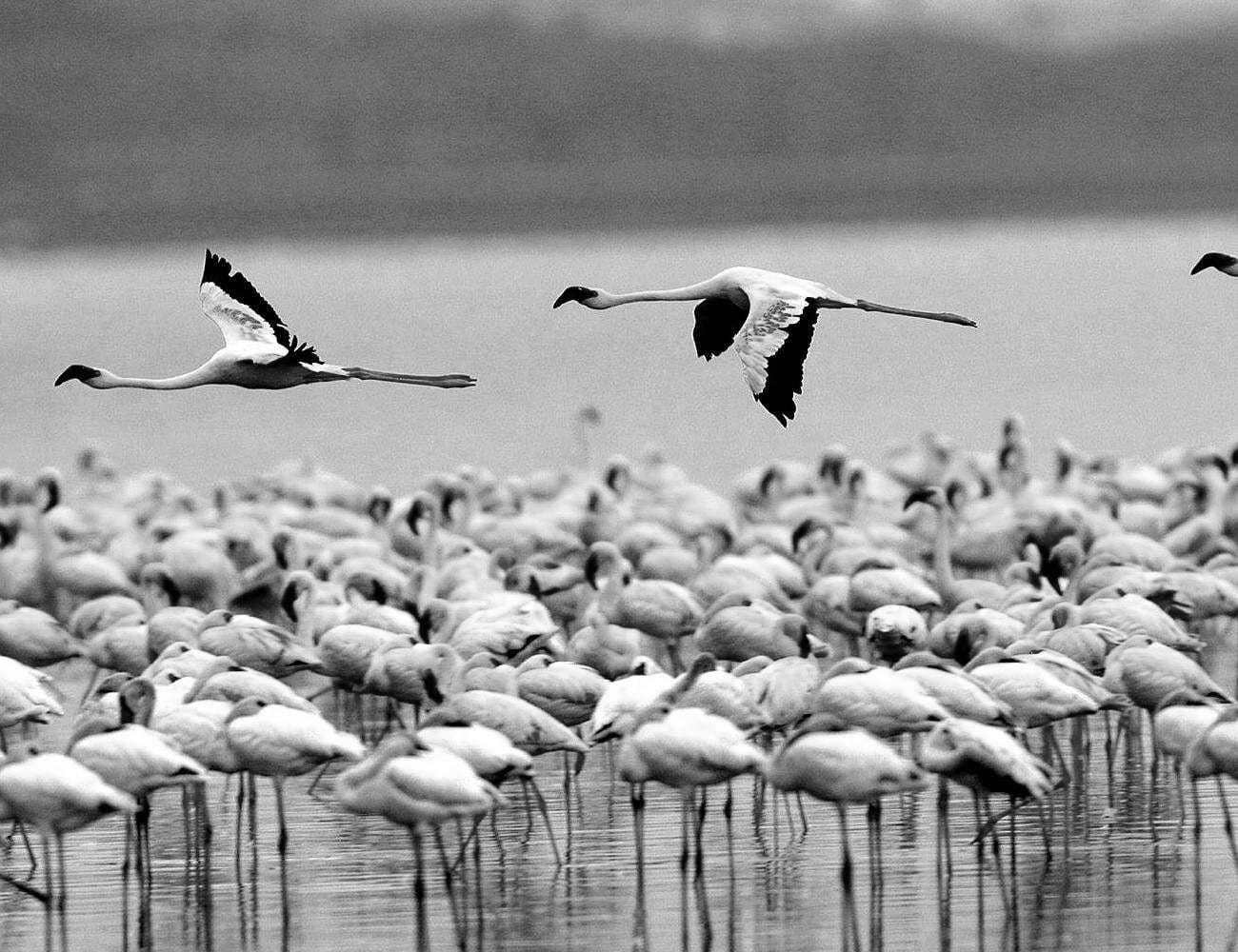Birds at Manyara national Park